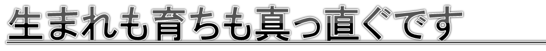 生まれも育ちも真っ直ぐ